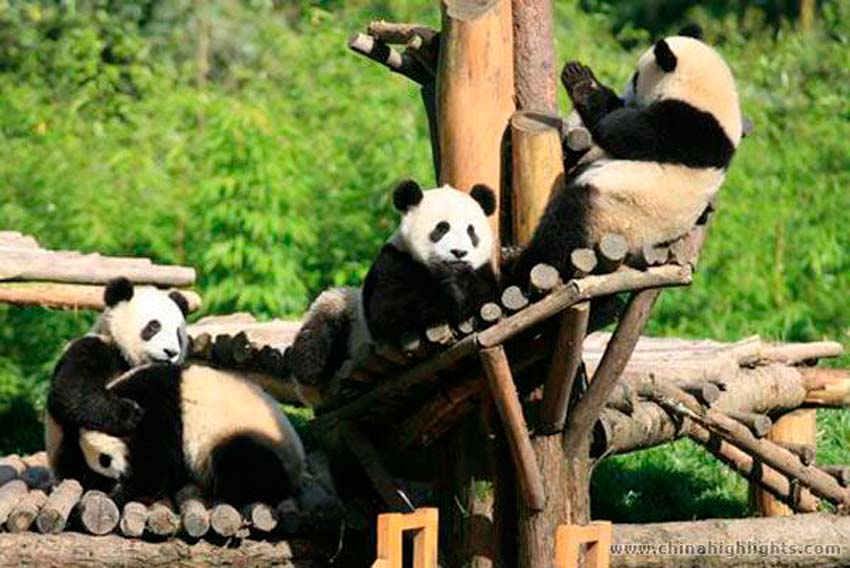 Достопримечательности Пекина. Зоопарк в Пекине