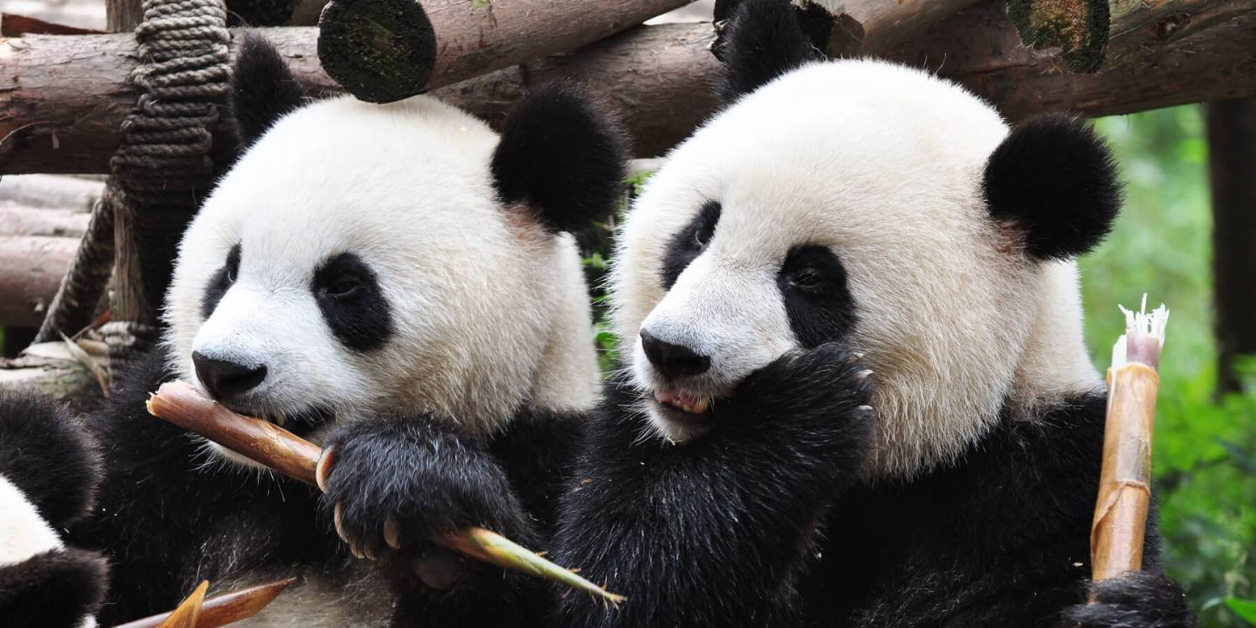 Китай с пандами 