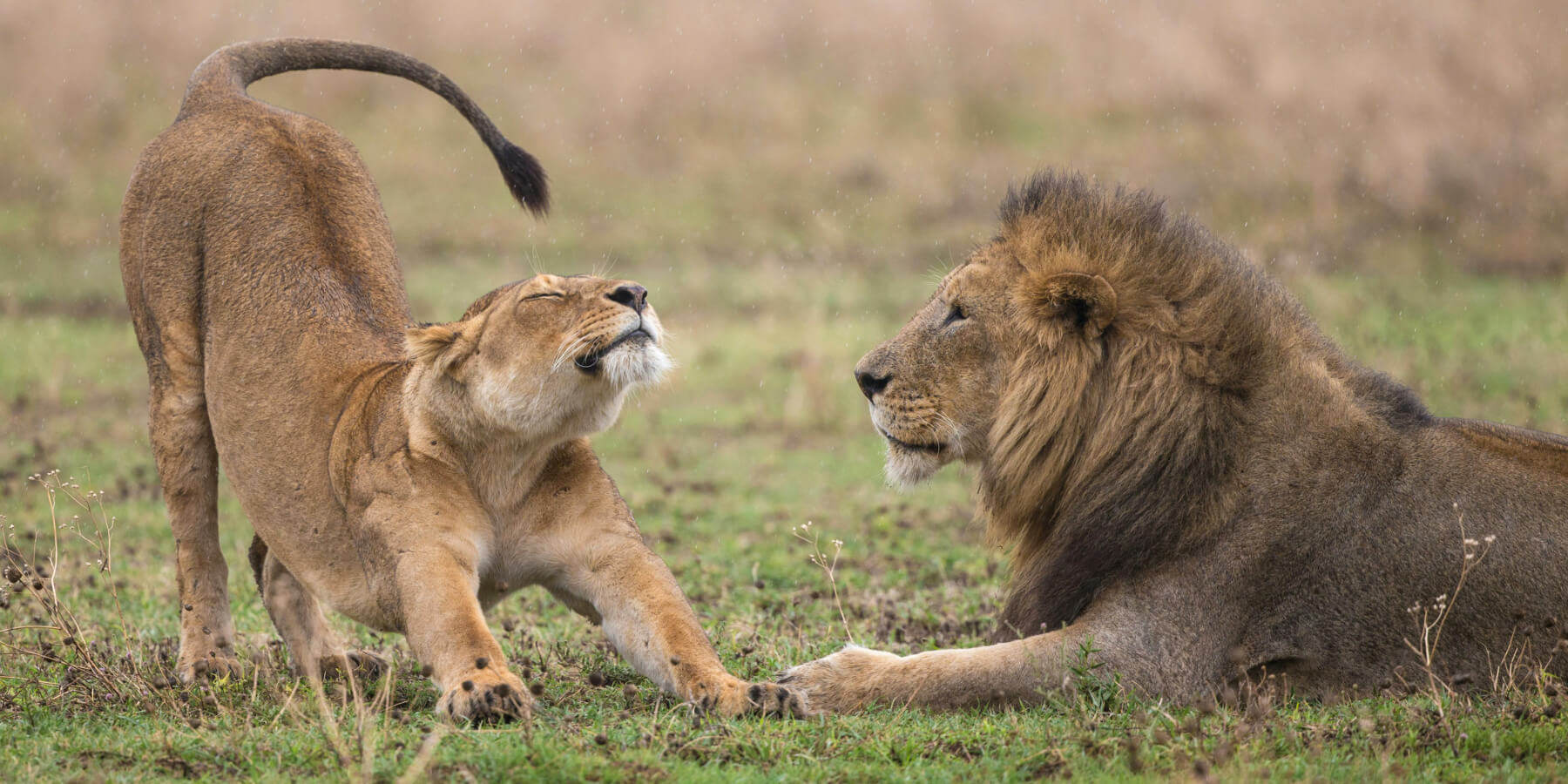 ЮАР - киты и сафари в октябре