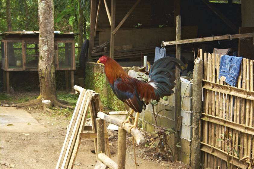 Без боевого петуха похоже ни одно хозяйство здесь не обходится Без боевого петуха похоже ни одно хозяйство здесь не обходится