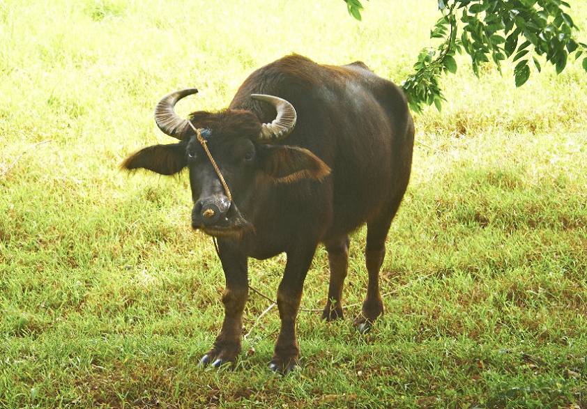 Вот такие экземпляры провожают тебя взглядом по пути... Вот такие экземпляры провожают тебя взглядом по пути...