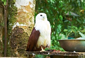 Достопримечательности Давао. Центр по разведению орлов и буддийский храм