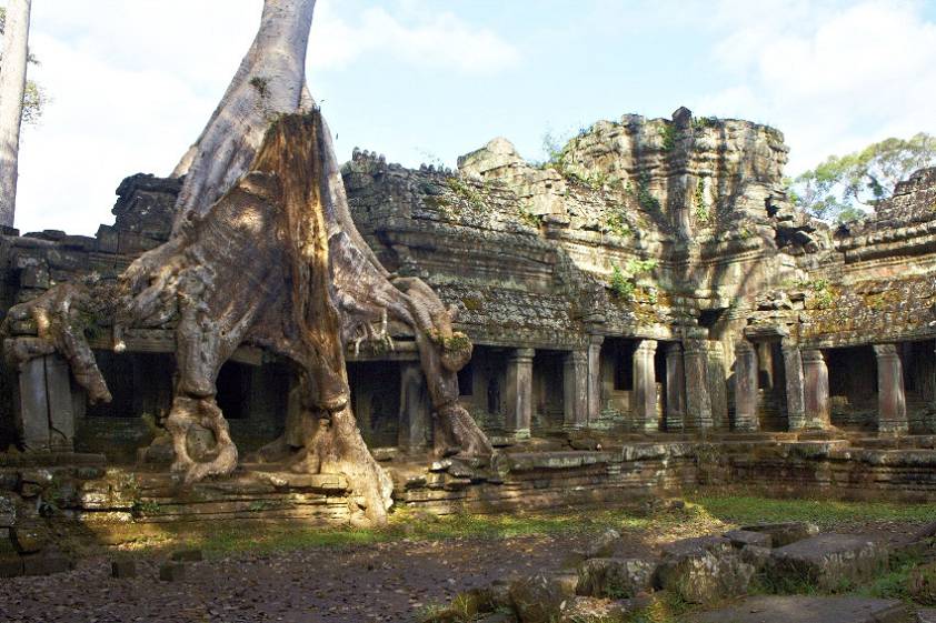 Нескромно так дерево растет ) Нескромно так дерево растет )