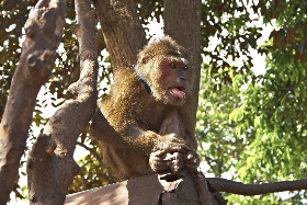 Советы по Вьетнаму