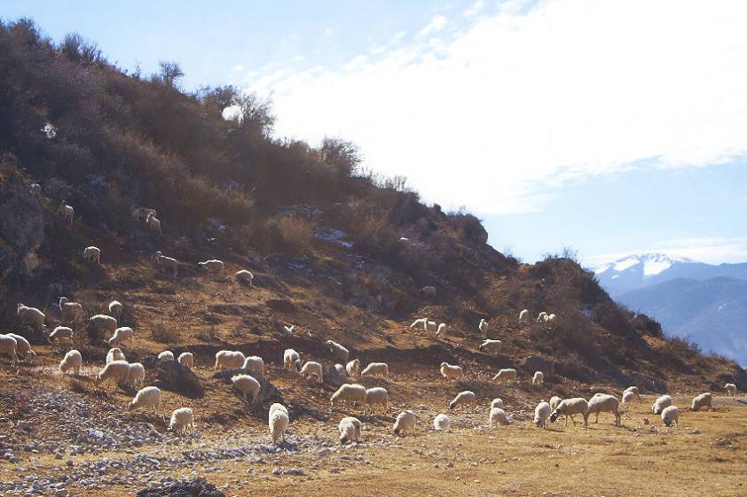 Целая куча овечек, никогда столько не видел ) Целая куча овечек, никогда столько не видел )