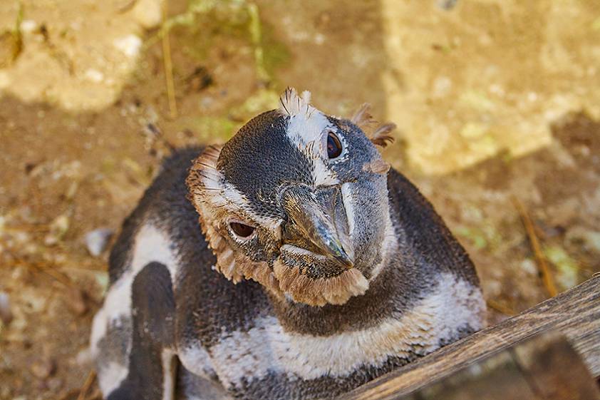 Пингвины в окрестностях Камаронеса