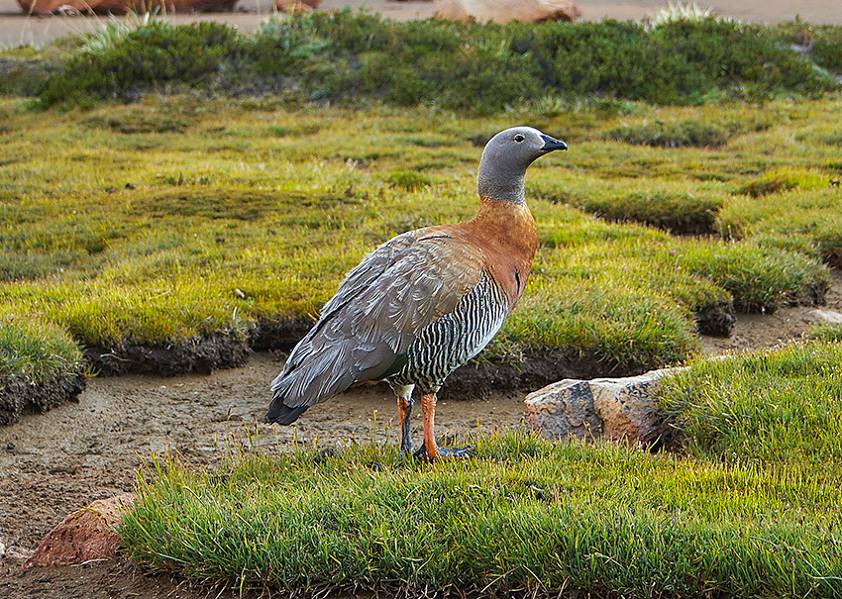 Трех дневный трекинг по Патагонии