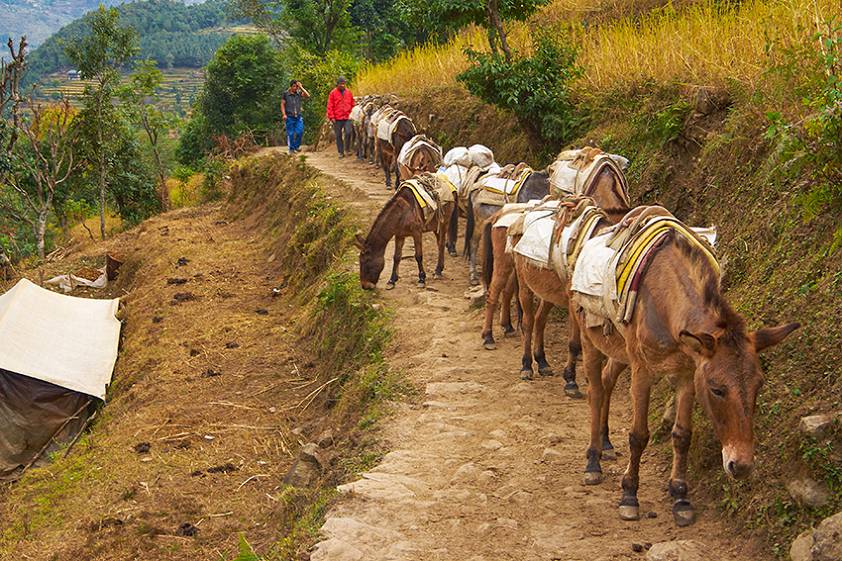 Мулы!!! Порой казалось их тут тысячи!!! Мулы!!! Порой казалось их тут тысячи!!!