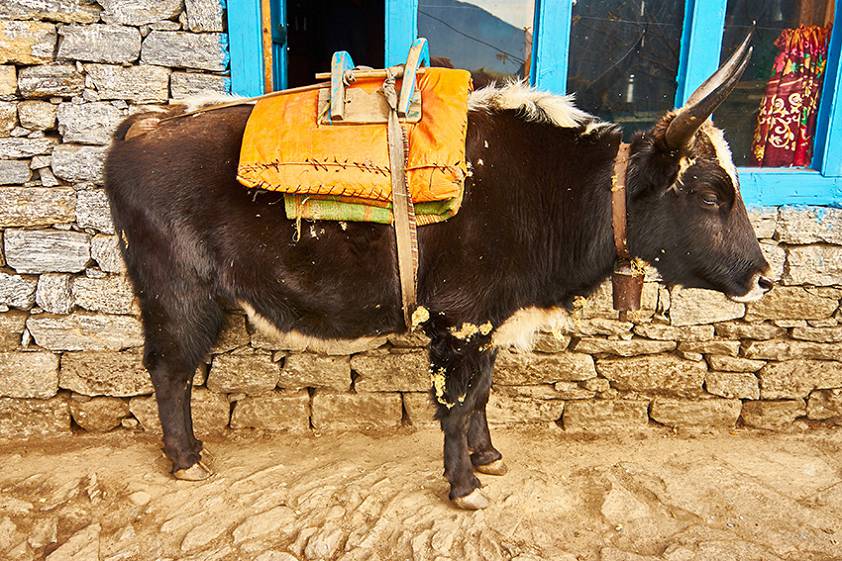 Припарковали мини яка ) Припарковали мини яка )