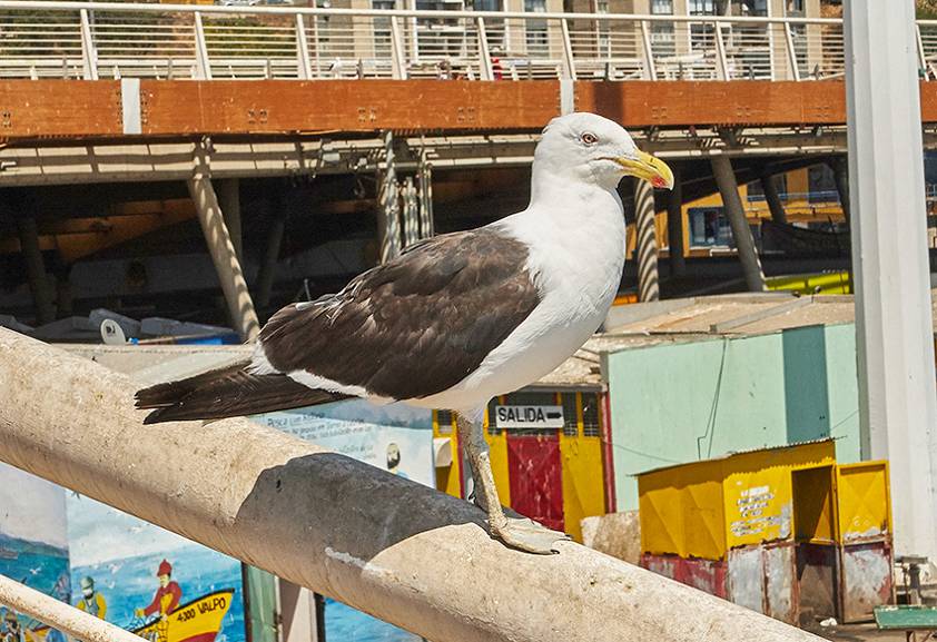 Вальпараисо, Чили