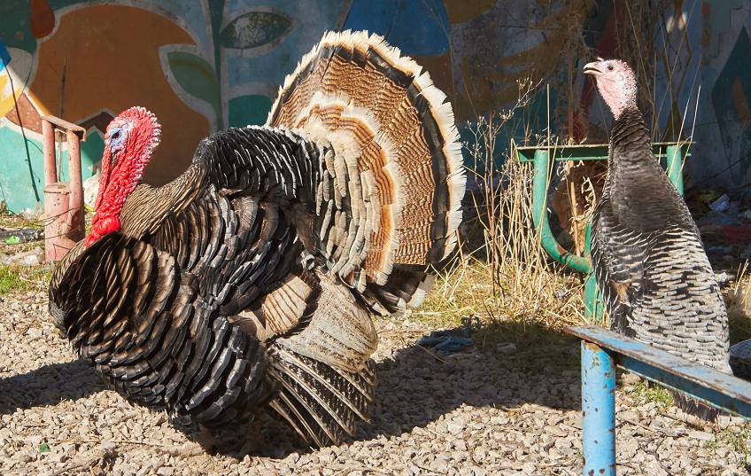 Республика Нагорный Карабах