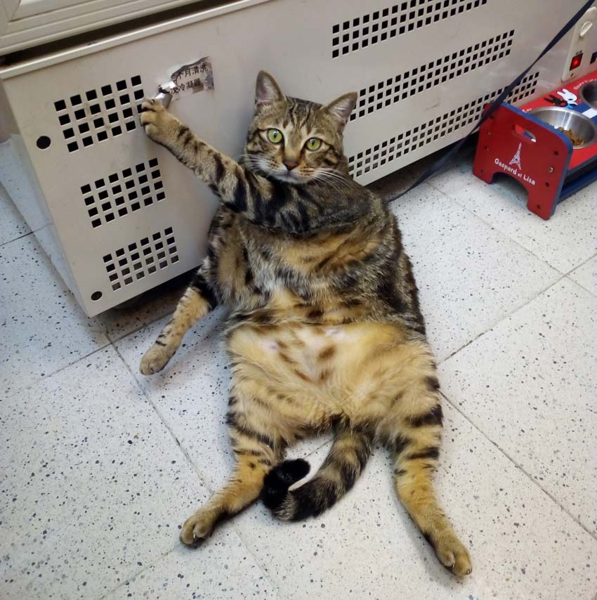 Жирнее котов не видел в жизни