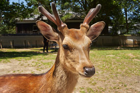Фотоподборка первого путешествия по Японии