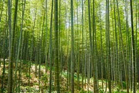 Достопримечательности Киото. Что посмотреть за 2-3 дня?