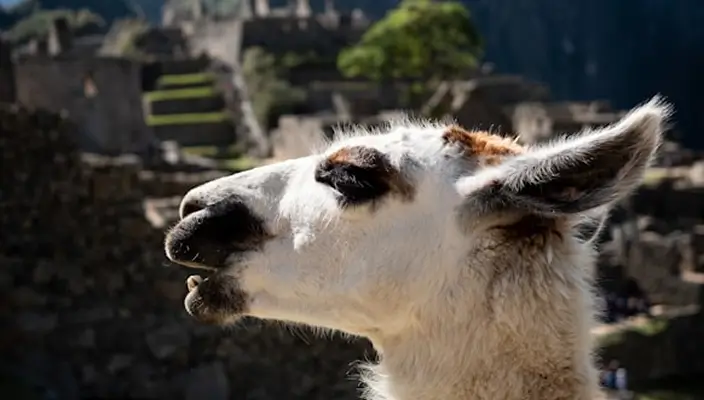 Латинская Америка