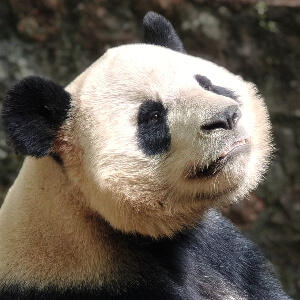 Милейшие панды