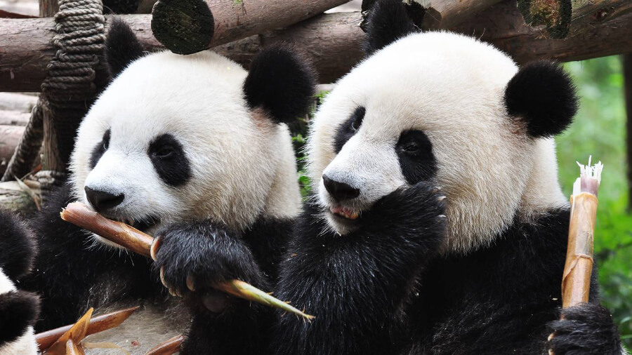 Панды в Чэнду