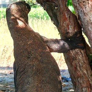 Драконы Комодо