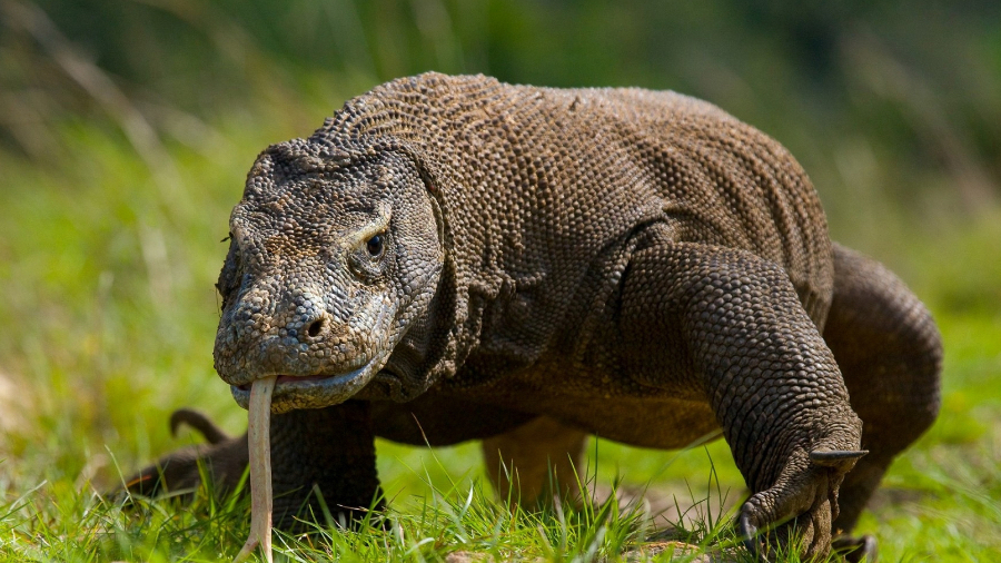 Лабуан Баджо