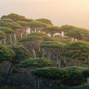 Драконовы деревья