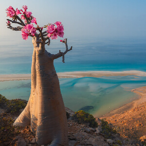 Бутылочные деревья