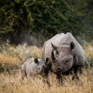 3 сафари в парке Крюгер
