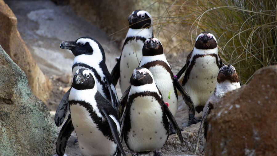 Пингвины и Мыс доброй надежды