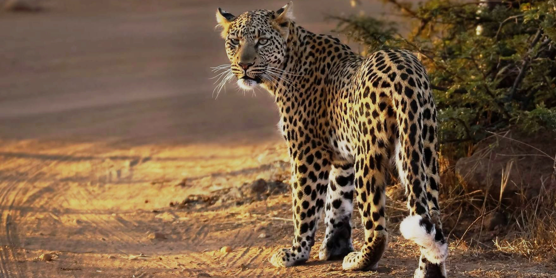 ЮАР - киты и сафари в сентябре