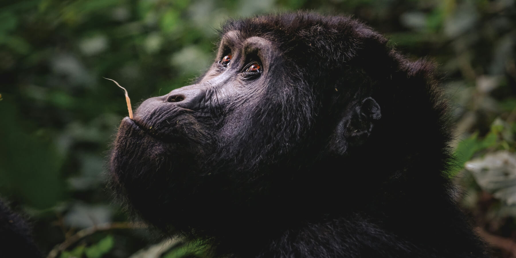 Уганда-Руанда 2027