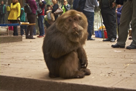 Эмей. Восхождение на горы Эмейшань в китайский Новый год