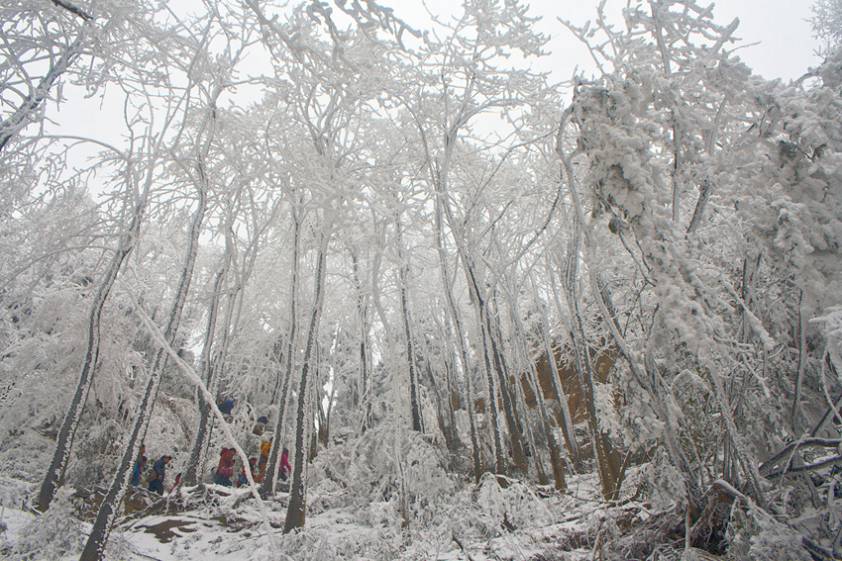 Ледяной лес в парке Джанцзяцзе