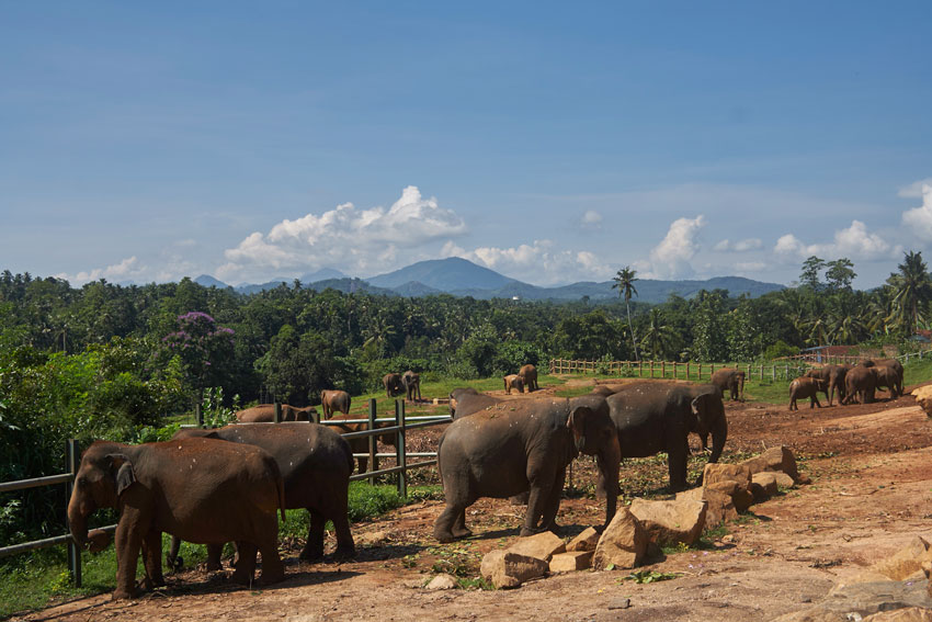 Слоны в Канди, Шри Ланка 