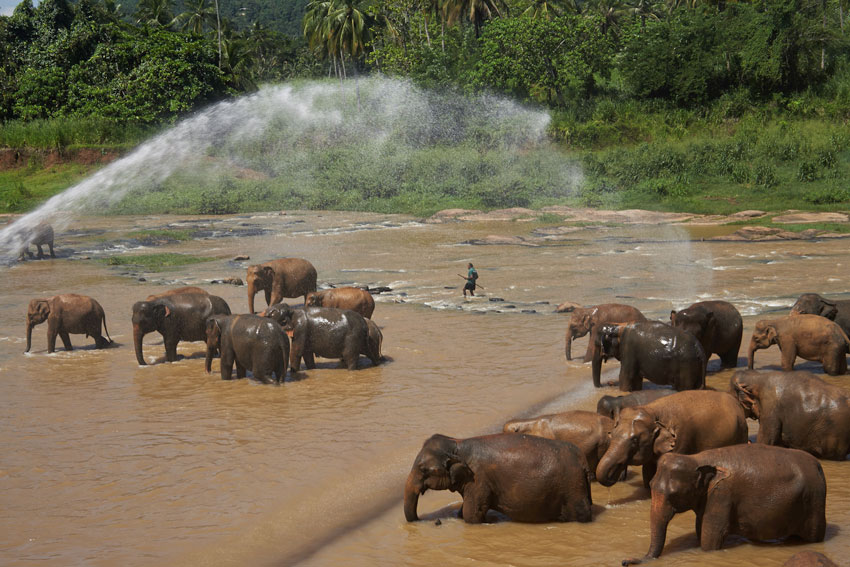 Слоновий питомник неподалеку от Канди