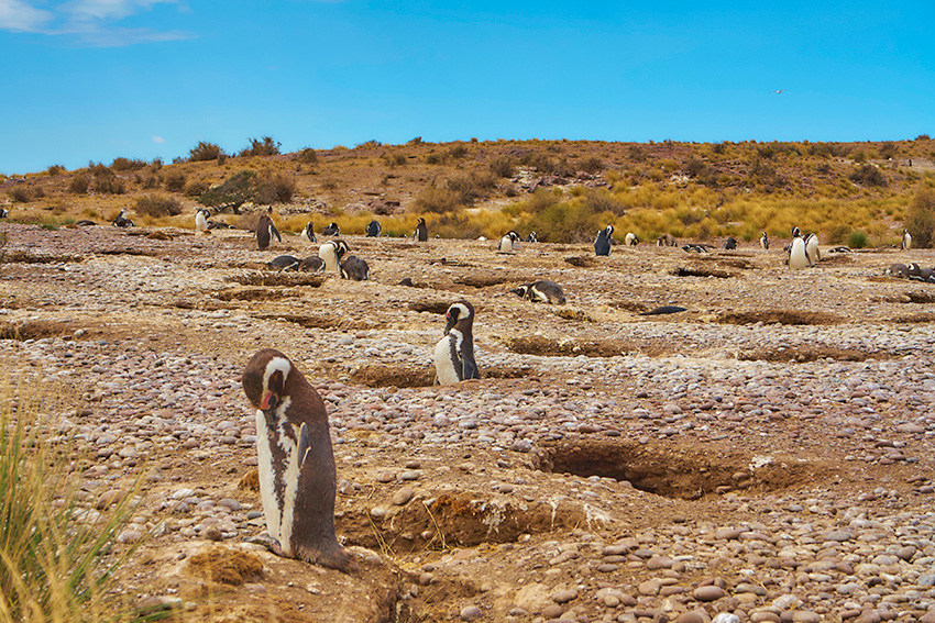 Пингвины Патагонии 